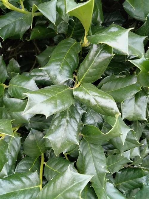 Chinesische stechpalme - Ilex cornuta (Pflege, Merkmale, Symbolik, Bilder,  Giftig)