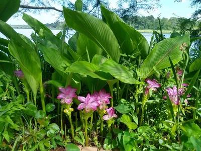 Kurkuma - Curcuma longa (Pflege, Merkmale, Blume, Bilder)