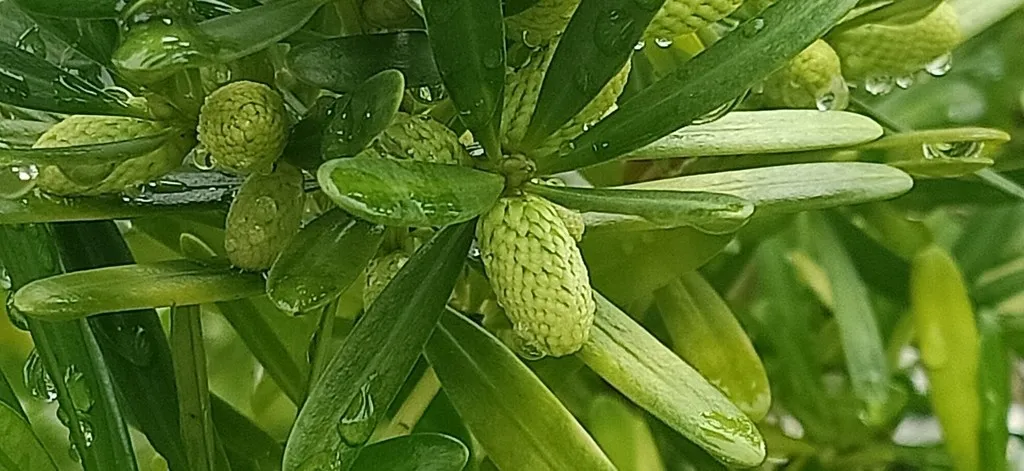 Groblttrige Steineibe - Podocarpus macrophyllus (Pflege, Merkmale,  Symbolik, Bilder, Giftig)