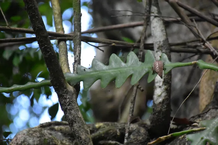 Sgeblattkaktus - Epiphyllum anguliger (Pflege, Merkmale, Blume, Bilder)