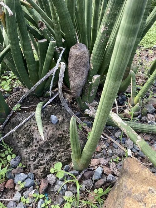 Cylindrical snake plant - Sansevieria cylindrica (Care, Characteristics,  Symbolism, Images)