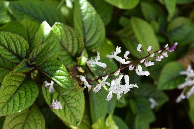 Schwedischer Efeu - Plectranthus verticillatus (Pflege, Merkmale, Symbolik,  Bilder)