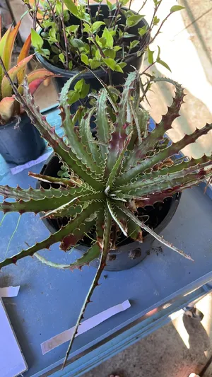 Hechtia glomerataの育て方・栽培方法