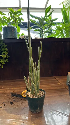 セロぺギア フスカ セロぺギア・フスカ (Ceropegia fusca) - PictureThis