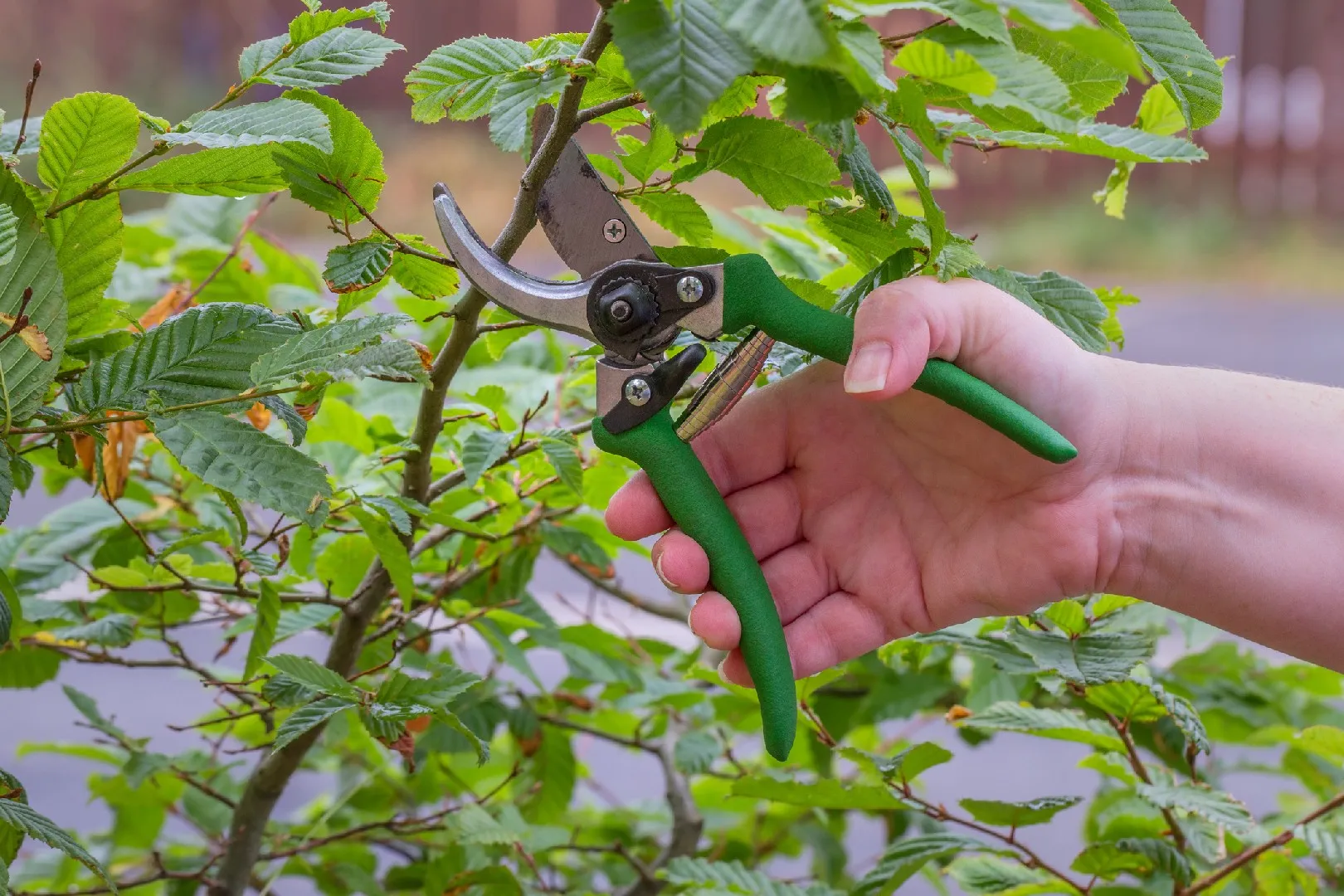 Top Tools and Techniques for Pruning Plants: A Guide to Effective  Maintenance
