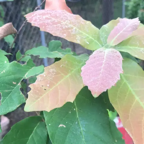 Encino roble (Quercus polymorpha) - PictureThis