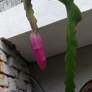 Climbing cacti (Epiphyllum) - PictureThis