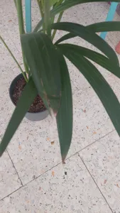 philodendron brasil scandens Philodendron Scandens Brasil main image 0