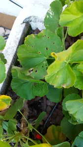 How to Treat Leaf rot Disease on Horseshoe geranium?
