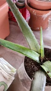 Wie behandelt man die Krankheit Weichfule bei Echte Aloe?