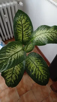 How to Treat Brown blotch yellow edge Disease on Dieffenbachia?