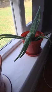 Wie behandelt man die Krankheit Welke bei Echte Aloe?