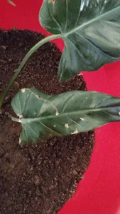 heckenpflanzen photinia Glanzmispel Photinia fraseri Carre Rouge Gartenpflanze 9cm 35cm