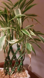 adult snake plant Snake Plant