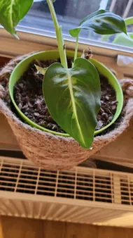 exotic house plants for sale Grower's Choice 6 Premium High Quality Tropical House Plants  Enchanted  Grow