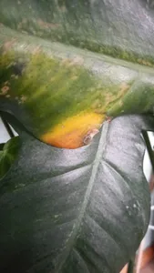 Come trattare la malattia Macchie marroni su Monstera?