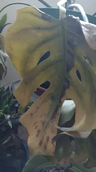 philodendron green beauty ‘Green Princess’ Philodendron 6