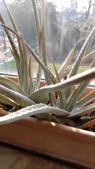 agave rum runner Agave isthmensis Rum runner – Planetcactus