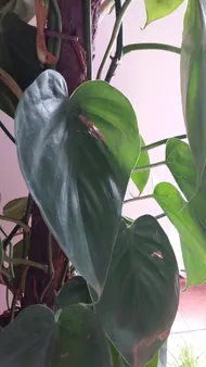How to Treat Brown blotch Disease on Heartleaf philodendron?