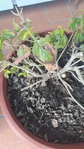How to Treat Brown blotch Disease on Common lantana?