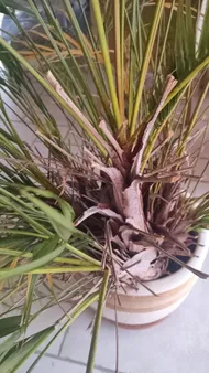 gummibaum schwarz Gummibaum XL | Ficus elastica main image 0