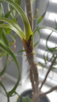 geigenfeige online bestellen Geigenfeige (Ficus lyrata) XXL-Größe kaufen
