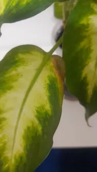 amy dieffenbachia plant care Dieffenbachia Amy Care main image 0