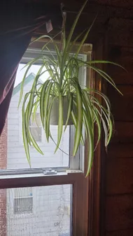 monstera deliciosa albo variegated Buy Monstera Albo Variegata ~ Variegated Houseplant – AroidHouse