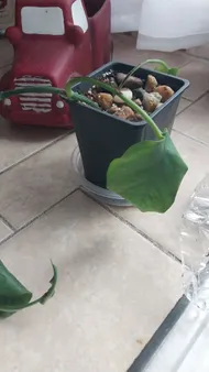How to Treat Wilting Disease on Golden pothos?