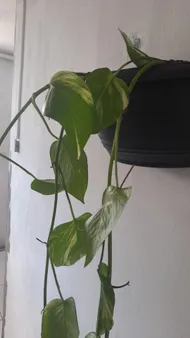 How to Treat Wilting Disease on Golden pothos?