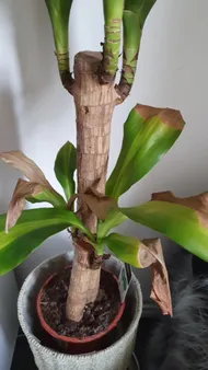 green dracaena Janet Lind Dracaena main image 1