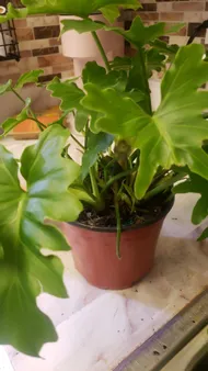 Wie behandelt man die Krankheit Blattfule bei Philodendron Xanadu?