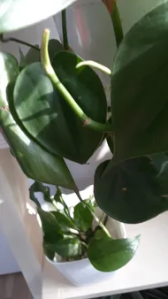 Wie behandelt man die Krankheit Braune Flecken bei Kletter-Philodendron?