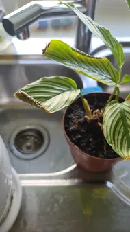 monstera jungle Monstera Jungle Mint Variegated main image 0