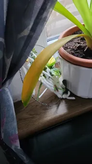 kroton zimmerpflanze Codiaeum 'Mammi' main image 0