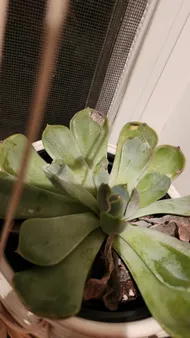 How to Treat Brown blotch Disease on Pulido's echeveria?