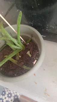 Wie behandelt man die Krankheit Welke bei Echte Aloe?