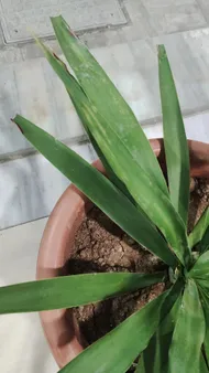 Wie behandelt man die Krankheit Braune Flecken bei Palmlilie?
