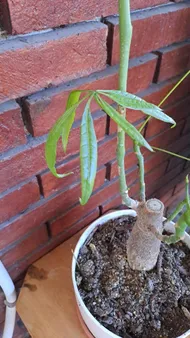 baby philodendron Philodendron Hope For Sale, Wholesale Plants