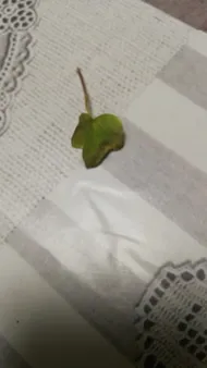 geigenfeige neue bltter rote flecken Ficus lyrata