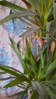 How to Treat Leaf blight Disease on Spineless yucca?