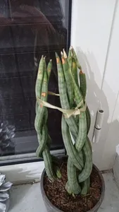 Wie behandelt man die Krankheit Welke bei Sansevieria cylindrica?