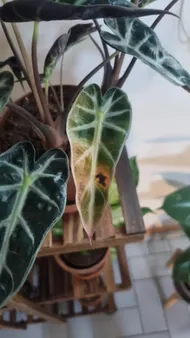 Wie behandelt man die Krankheit Braune Flecken bei Alocasia mortfontanensis?