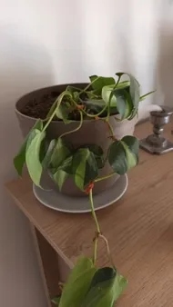 philodendron pink princess variegata Philodendron Pink Princess