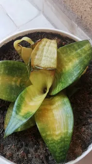How to Treat Soft Rot Disease on Snake plant?