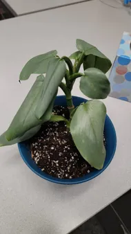How to Treat Wilting Disease on Heartleaf philodendron?