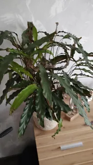 How to Treat Leaf rot Disease on Furry Feather Calathea?