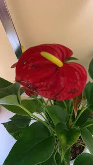anthurium crystallinum black Anthurium Night Queen X Red Crystallinum – Beforeplant main image 1