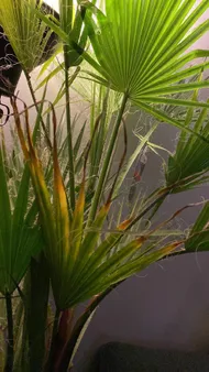 ワシントンヤシモドキの赤斑病の治療方法は？