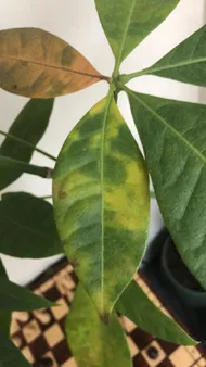 How to Treat Leaf blight Disease on Money tree?